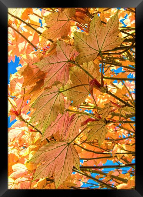 Colourful leaves against blue sky Framed Print by Susan Sanger