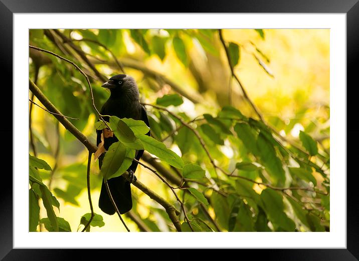 Black Crow on tree Framed Mounted Print by Susan Sanger