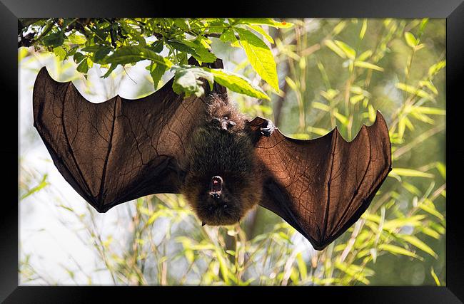 Male bat hanging upside down wings open Framed Print by Susan Sanger