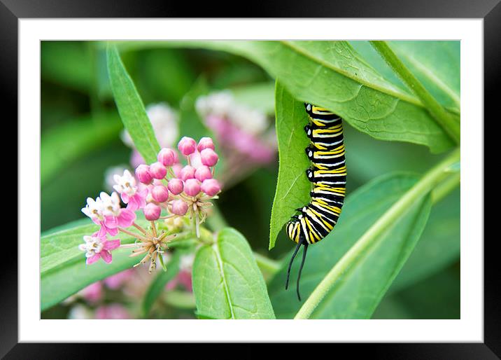 black, white and yellow caterpillar with pink flow Framed Mounted Print by Susan Sanger