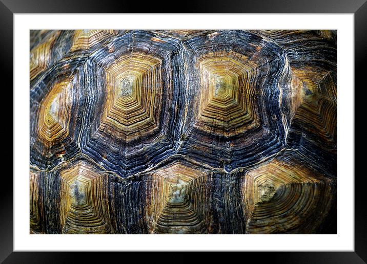 Back of a turtle Framed Mounted Print by Susan Sanger