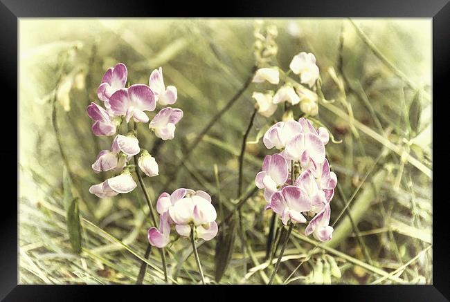 Dreamy wild orchids Framed Print by Susan Sanger