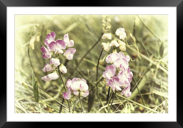 Dreamy wild orchids Framed Mounted Print by Susan Sanger