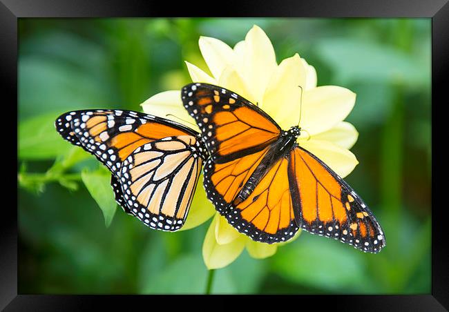 monarch butterflies Framed Print by Susan Sanger