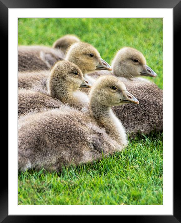 Baby Geese Framed Mounted Print by Susan Sanger