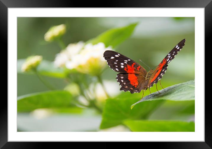 Admiral Butterfly on leaves Framed Mounted Print by Susan Sanger