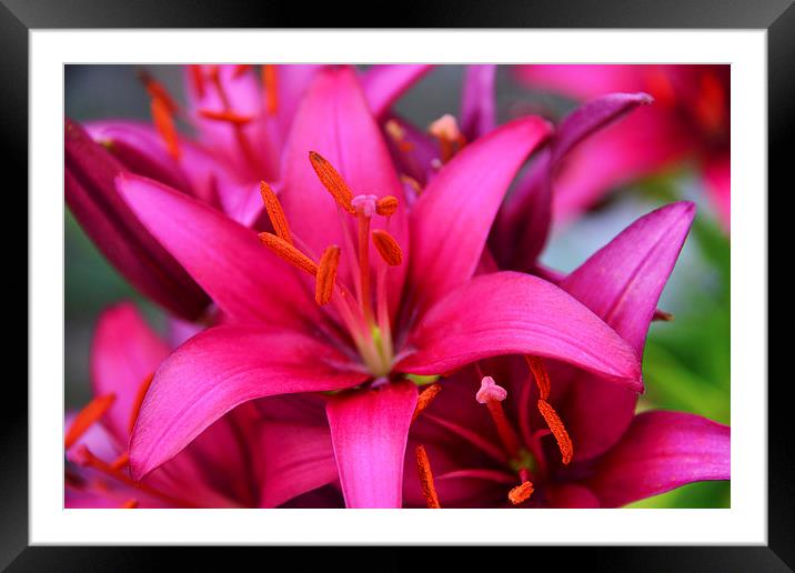 Colourful Lilies Framed Mounted Print by Susan Sanger