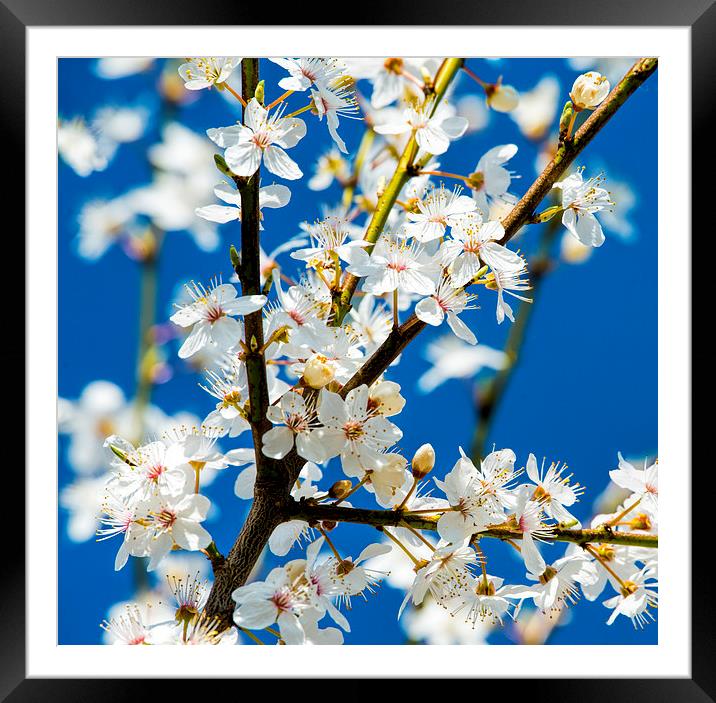 Cherry Blossom Framed Mounted Print by Susan Sanger
