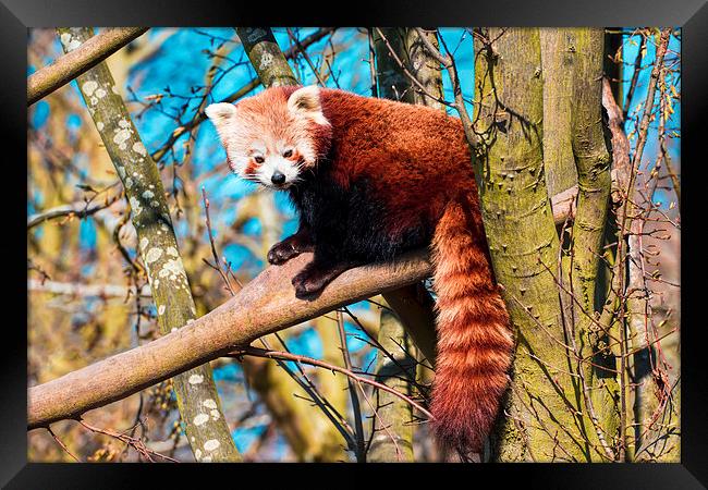 Cute cuddly bear - the red panda Framed Print by Susan Sanger