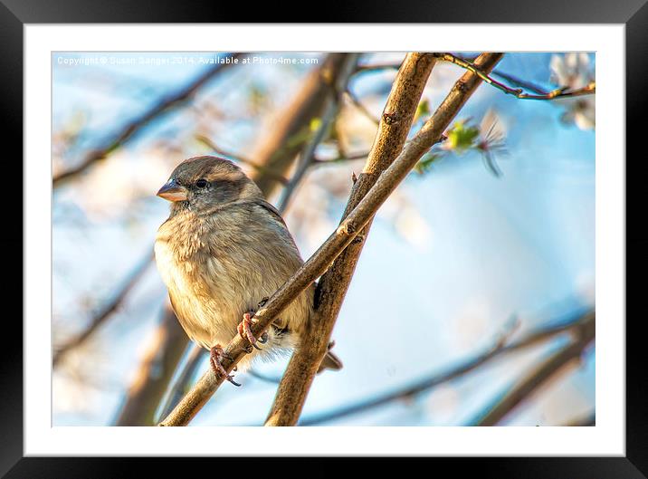 Finch relaxing on cherry tree twig Framed Mounted Print by Susan Sanger