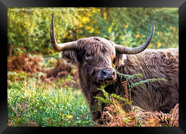  Highland Cow Framed Print by Susan Sanger