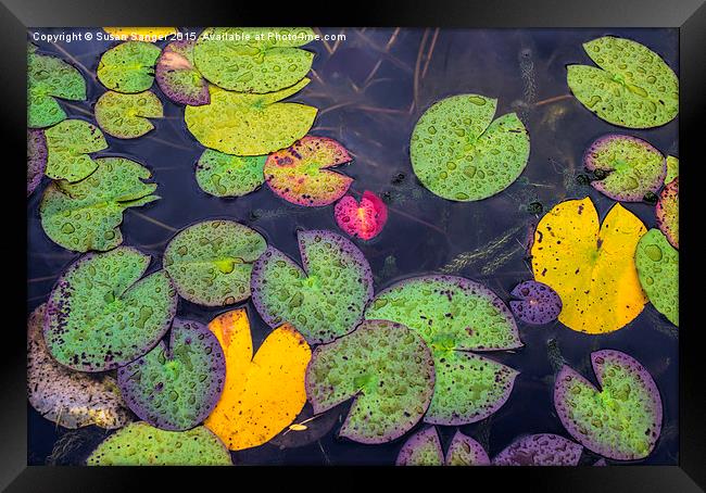  Water lilies in the rain Framed Print by Susan Sanger
