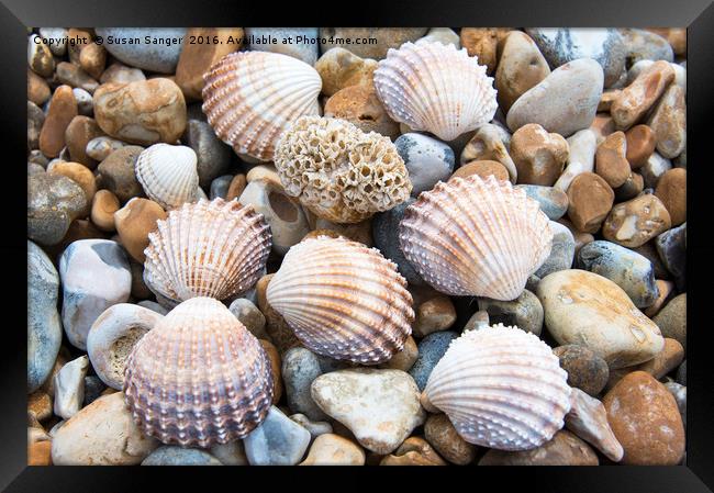 Shells and pebbles Framed Print by Susan Sanger