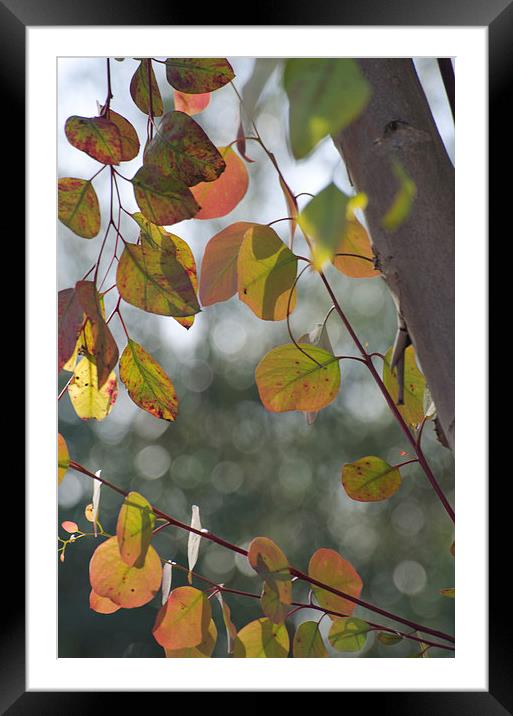 Leaves and Bokeh Framed Mounted Print by Jean Booth