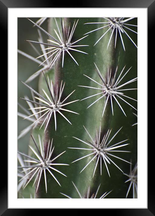 Cactus Galaxy Framed Mounted Print by Jean Booth