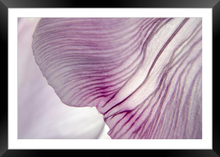 Translucent Petals 1 Framed Mounted Print by Jean Booth