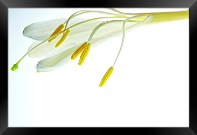 Simple White 5 Framed Print by Jean Booth