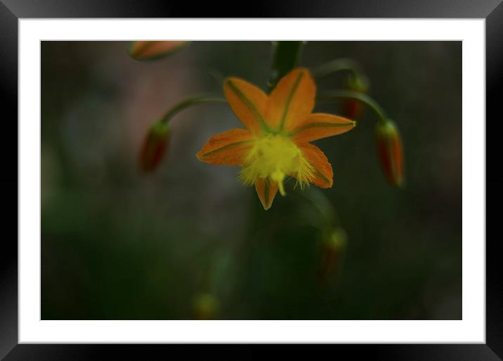  Orange Bulbine Framed Mounted Print by Jean Booth