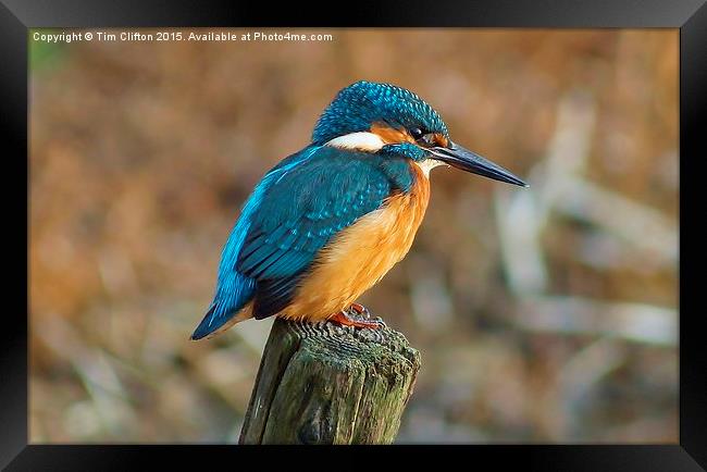  The Kingfisher Framed Print by Tim Clifton
