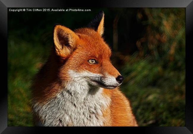  Fox Portrait Framed Print by Tim Clifton