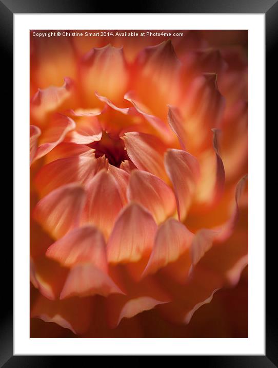 Unfolding Layers of Beauty Framed Mounted Print by Christine Smart
