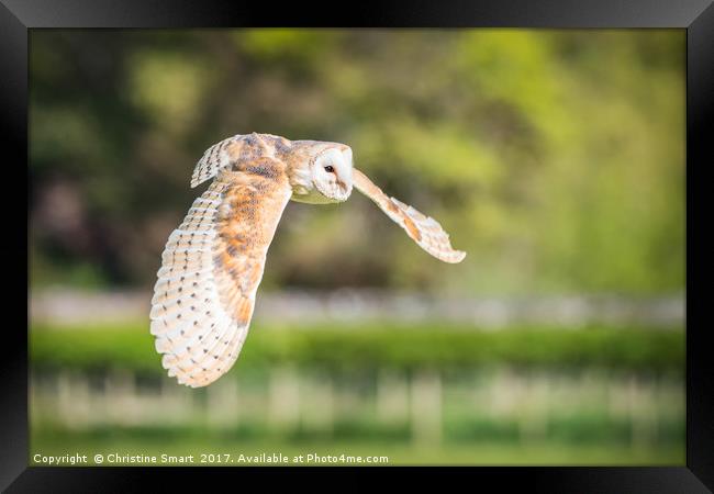 Barn Owl in Flight Framed Print by Christine Smart