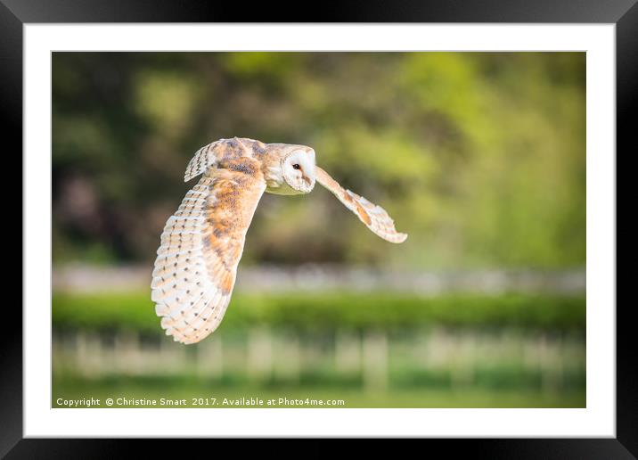 Barn Owl in Flight Framed Mounted Print by Christine Smart