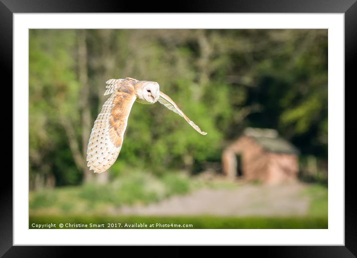 Barn Owl - Across The Fields Framed Mounted Print by Christine Smart