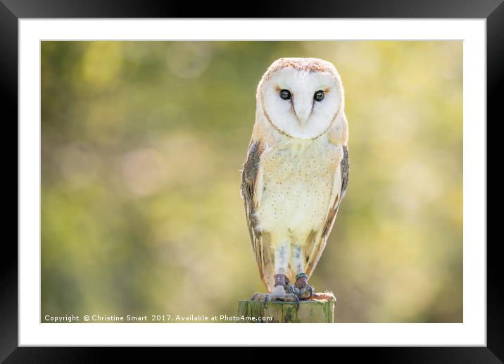 Barn Owl on Fence Post Framed Mounted Print by Christine Smart