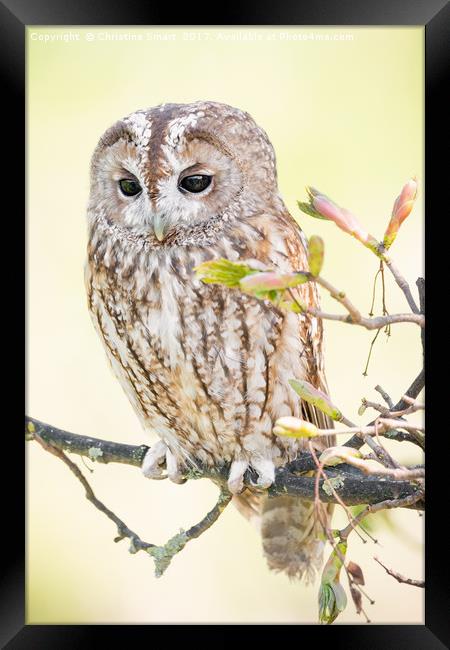 Tawny Owl in Springtime Framed Print by Christine Smart