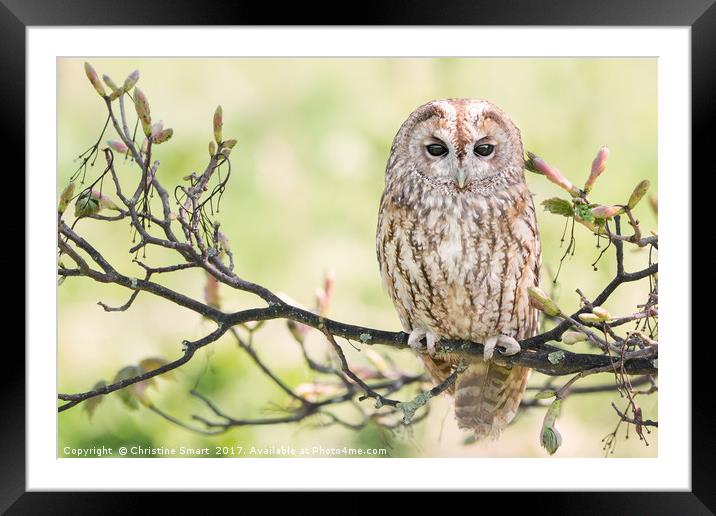 Tawny Owl on Flowering Branch Framed Mounted Print by Christine Smart