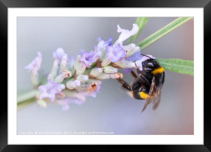 Bumble Bee on Lavender Framed Mounted Print by Christine Smart