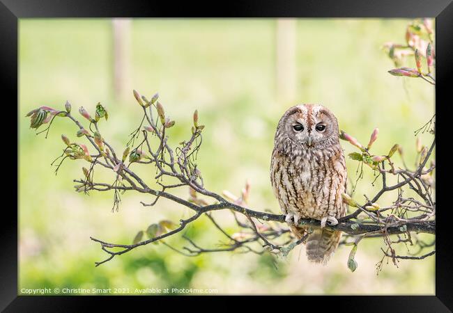 Tawny Owl on a Branch Framed Print by Christine Smart
