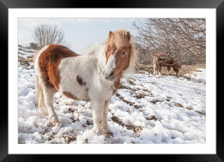 Carneddau Ponies in the Snow Framed Mounted Print by Christine Smart