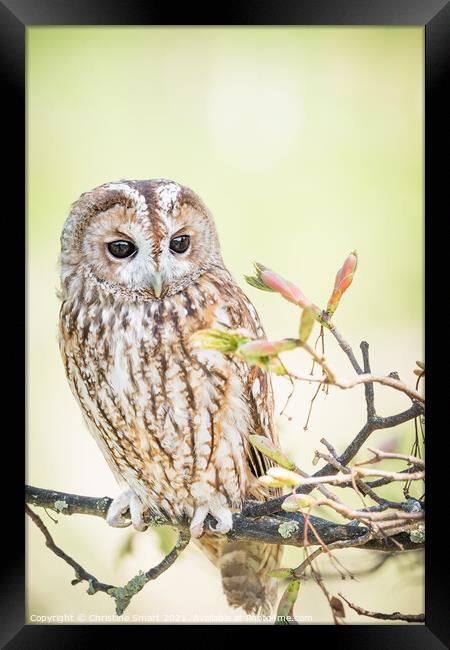 Tawny Owl in a tree Framed Print by Christine Smart