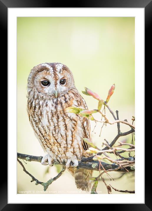 Tawny Owl in a tree Framed Mounted Print by Christine Smart