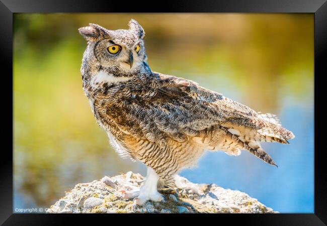 Long Eared Owl Framed Print by Christine Smart