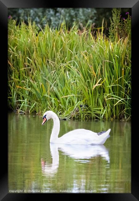 Swan on Lake - Reflection Pond Abergele North Wales Bird Wildlife  Framed Print by Christine Smart
