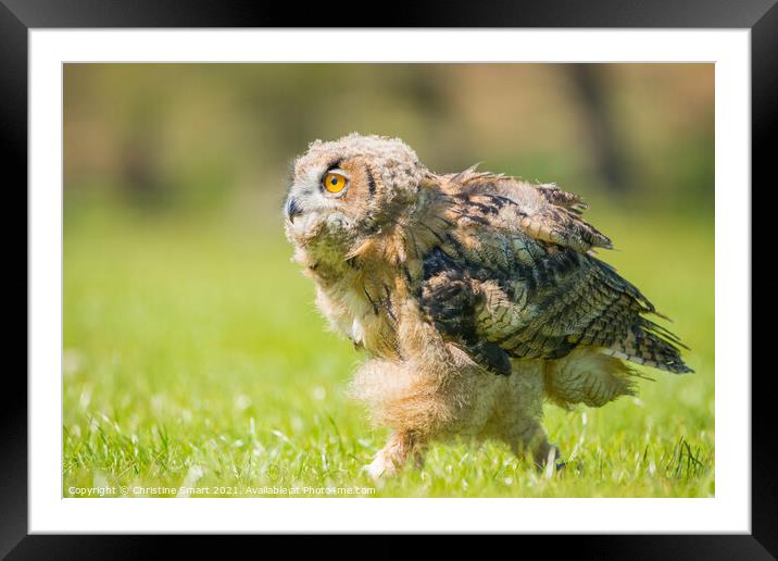 Young Owl / Bird of Prey / Bird Wildlife Baby Bird  Framed Mounted Print by Christine Smart