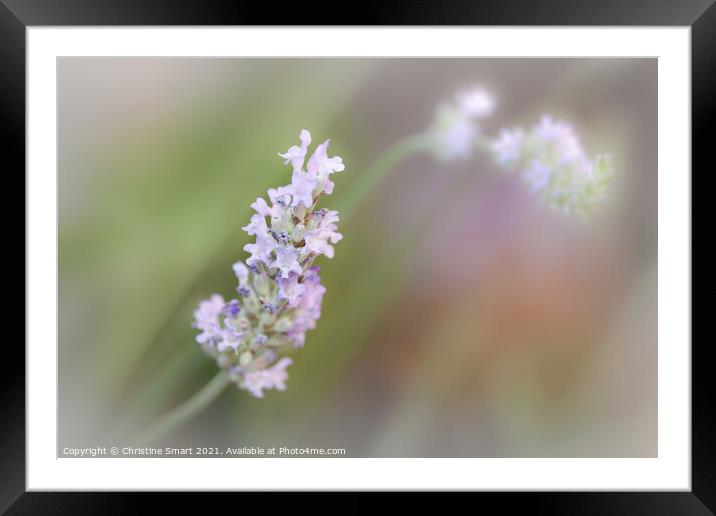 'Lavender Bloom' - Soft Focus Lavender Flowers Framed Mounted Print by Christine Smart