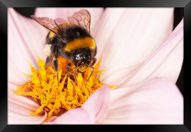Macro Bumble Bee and Flower / Nature Wildlife Flora / Micro Close Up Insect Pollen Dahlia Framed Print by Christine Smart