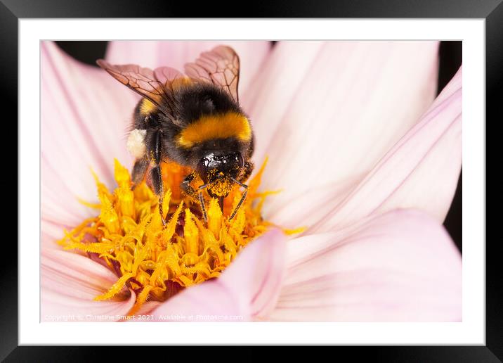 Macro Bumble Bee and Flower / Nature Wildlife Flora / Micro Close Up Insect Pollen Dahlia Framed Mounted Print by Christine Smart
