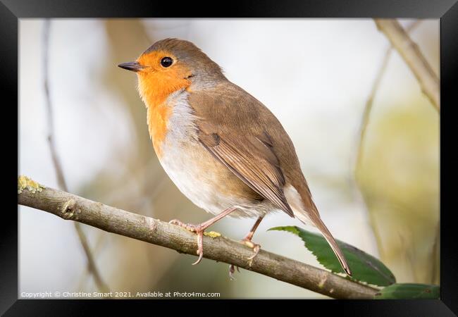 Little Robin Redbreast sitting on a branch - British Bird - UK Wildlife Framed Print by Christine Smart
