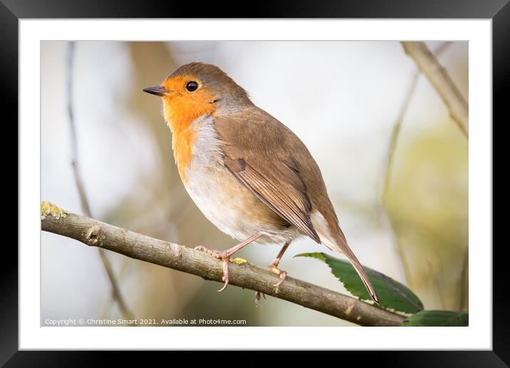 Little Robin Redbreast sitting on a branch - British Bird - UK Wildlife Framed Mounted Print by Christine Smart