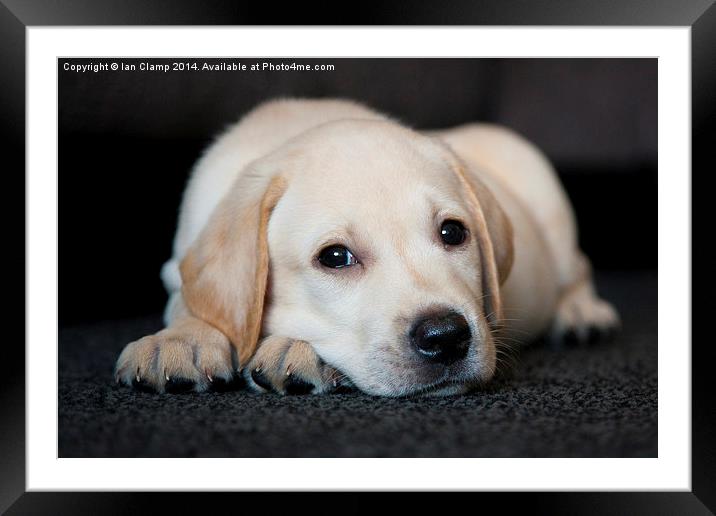 Puppy eyes Framed Mounted Print by Ian Clamp