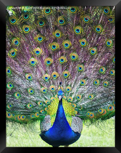  Proud peacock Framed Print by Ian Clamp
