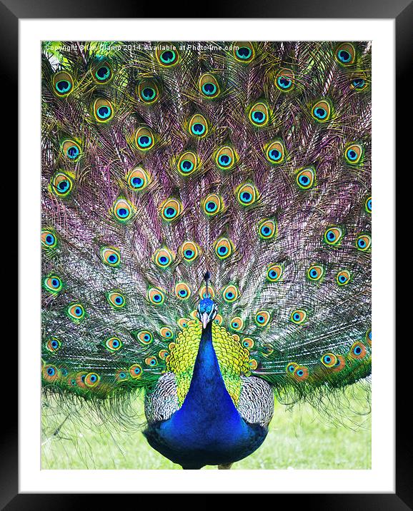  Proud peacock Framed Mounted Print by Ian Clamp