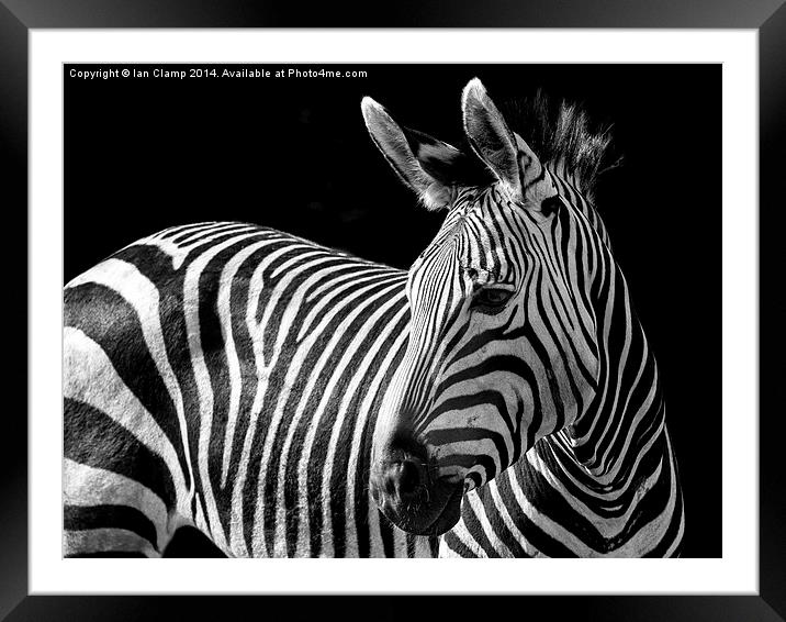 Stripes Framed Mounted Print by Ian Clamp