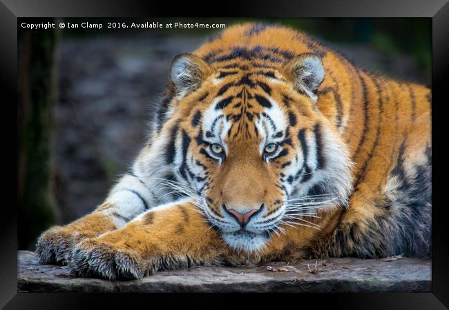 Amur Tiger Framed Print by Ian Clamp