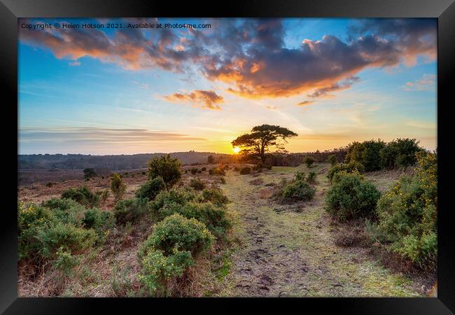 Stunning sunset over a Scots Pine tree at Bratley View Framed Print by Helen Hotson